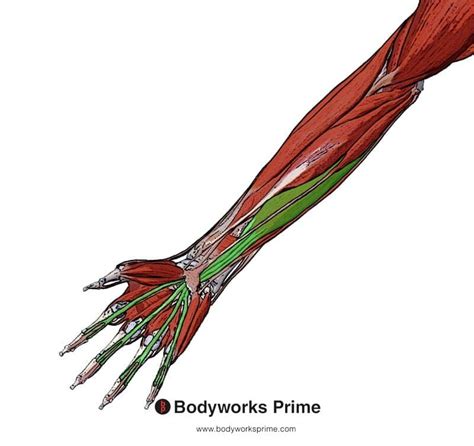 Flexor Digitorum Superficialis Muscle Anatomy - Bodyworks Prime