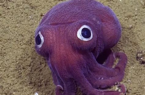 Cute Squid Has Scientists Gasping with Excitement [WATCH]