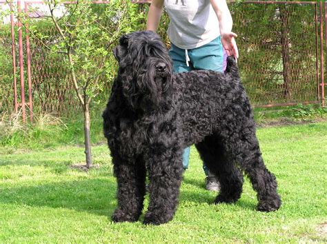 Black Russian Terrier - 101DogBreeds.com