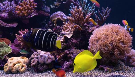 Aquarium 4K UHD Wallpapers - Top Free Aquarium 4K UHD Backgrounds - WallpaperAccess