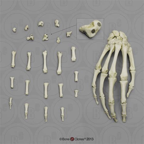 Human Magnetic Hand, Right - Bone Clones - Osteological Reproductions