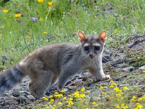 Cacomixtle norteño (Mamíferos silvestres de Baja California Sur ...