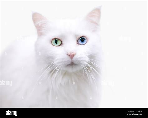 A beautiful white Turkish Angora cat with heterochromia, one green eye and one blue eye Stock ...