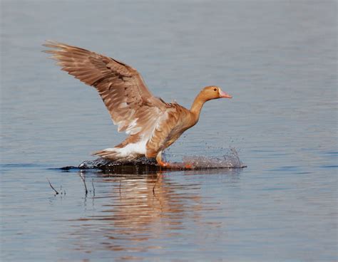 GreaterWhitefrontedGoosep