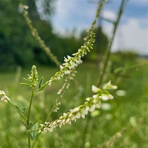 Caudill Seed | White Blossom Sweet Clover - Bulk - Wholesale