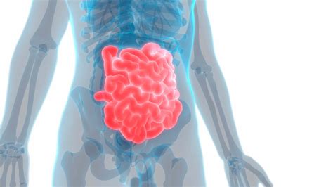 Where Small And Large Intestine Connect - called large intestine ileum ...