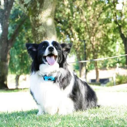 Border Collie Corgi Mix! – ALL You Need to Know – The Puppy Mag