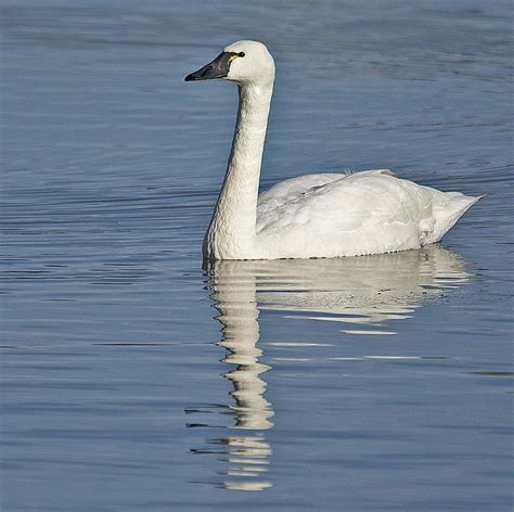 Tundra Swan 2019-24 | My Birding Photos