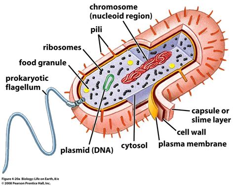 Labelled Diagram Of Bacterial Cell