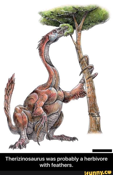 Therizinosaurus was probably a herbivore with feathers. - Therizinosaurus was probably a ...