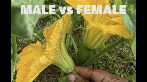 The difference between a male and female flower (PUMPKIN). - YouTube