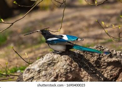 1,601 Magpie nest Images, Stock Photos & Vectors | Shutterstock