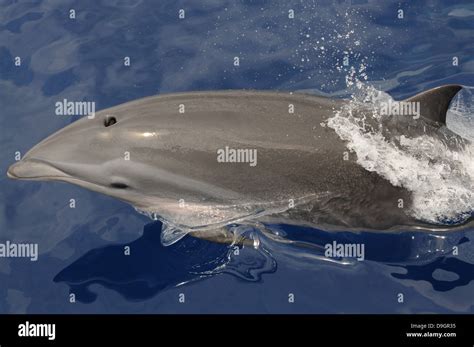 Fraser's Dolphin in the Maldives Stock Photo - Alamy