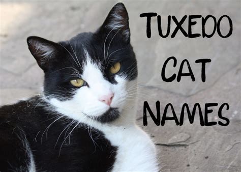 150 Best Black & White Names For Tuxedo Cats - Cat Mania