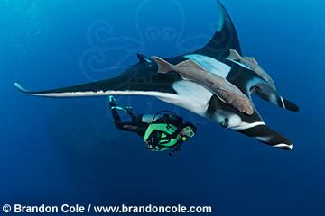 Giant oceanic manta ray - Alchetron, the free social encyclopedia