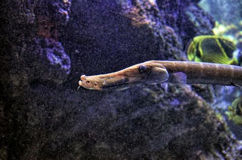 Trumpetfish Photograph by Paul Coco - Fine Art America