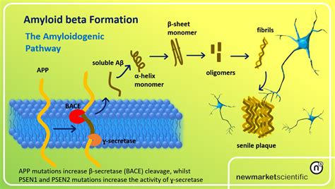 Newmarket Scientific: Short Article on Alzheimer’s Disease: #1 Amyloid beta Formation