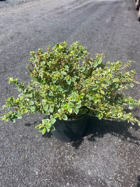 Euonymus f. ‘Emerald Gaiety’; Emerald Gaiety Euonymus – Feeney's Wholesale Nursery