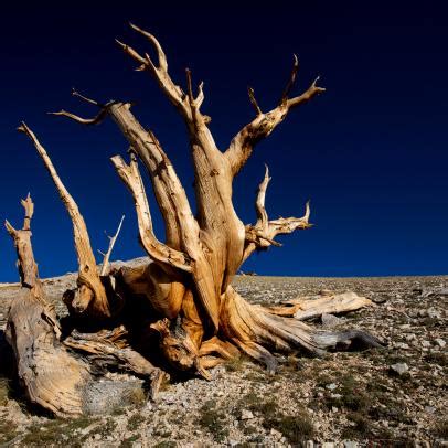 Methuselah The Bristlecone Pine Tree From California S White Mountains - Infoupdate.org