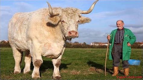 Top 10 biggest bull in world - YouTube