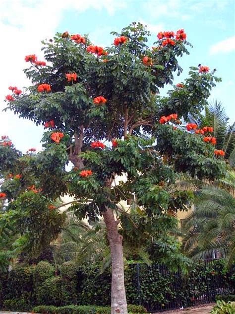 Gardening in South Florida: Flowering Trees in South Florida ...