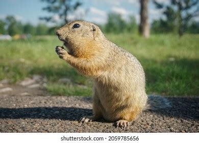 5,619 Funny gopher Images, Stock Photos & Vectors | Shutterstock