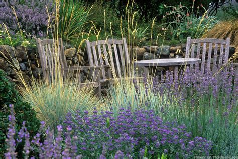 Blue oat grass - Summer-Dry | Celebrate Plants in Summer-Dry Gardens