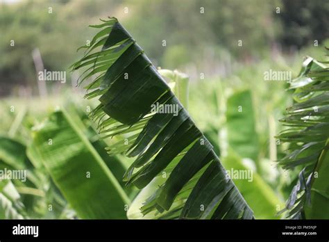 Banana Tree Leaf Stock Photo - Alamy