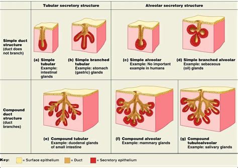 Pin on Histology