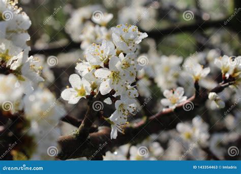 White Prunus Spinosa Flowers in Spring Stock Image - Image of beautiful, bloom: 143354463