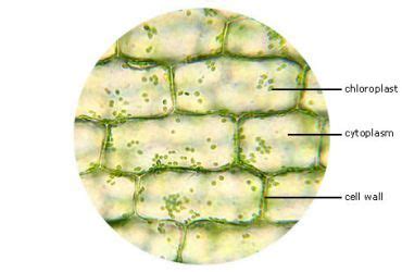 Elodea Leaf Cell Under Microscope | Plant cell, Lab activities, Things under a microscope