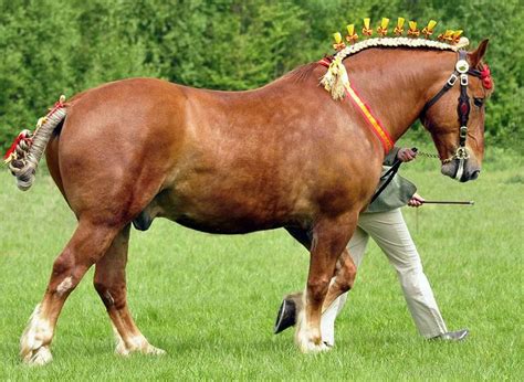 Suffolk Punch | Beautiful horses, Big horses, Horse breeds