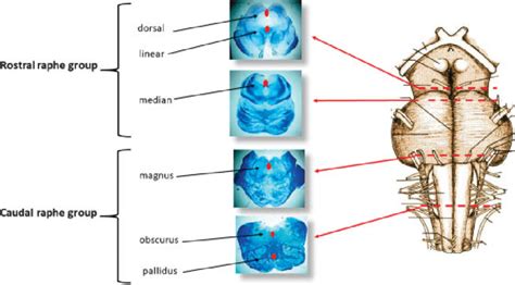 Schematic representation of the localization of the raphe nuclei in the ...