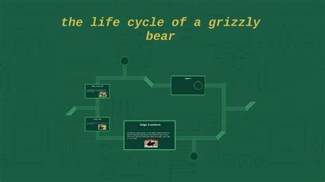 the life cycle of a grizzly bear by Rob Frost on Prezi Next