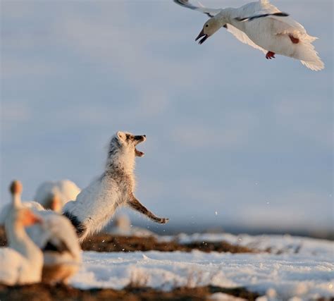 Studying the Arctic Wildlife of Russia's Wrangel Island - The Atlantic