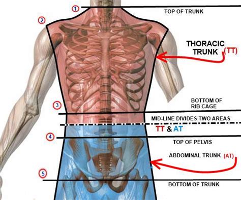 adatto insediamento Data rossa trunk area of the body commercio ...