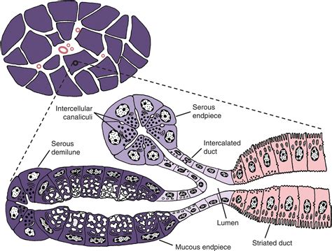 11: Salivary Glands, Salivary Secretion, and Saliva | Pocket Dentistry