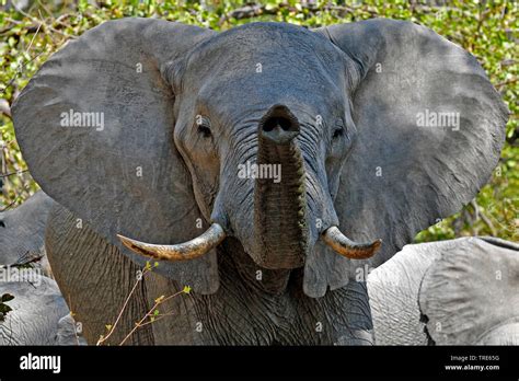 Elephant trumpeting hi-res stock photography and images - Alamy