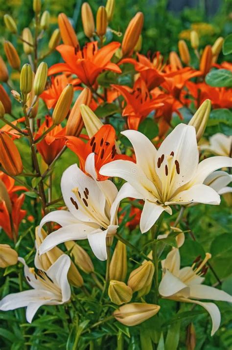 Beautiful Multi-colored Orange and White Lilies on a Flower Bed in the Garden on a Sunny Spring ...