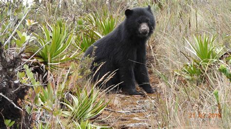 Bosques Nublados de Udima: descubre este refugio de vida silvestre ...