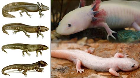 5 CHOSES SUR LA METAMORPHOSE DE L'AXOLOTL - EUBLEPHARIS - YouTube