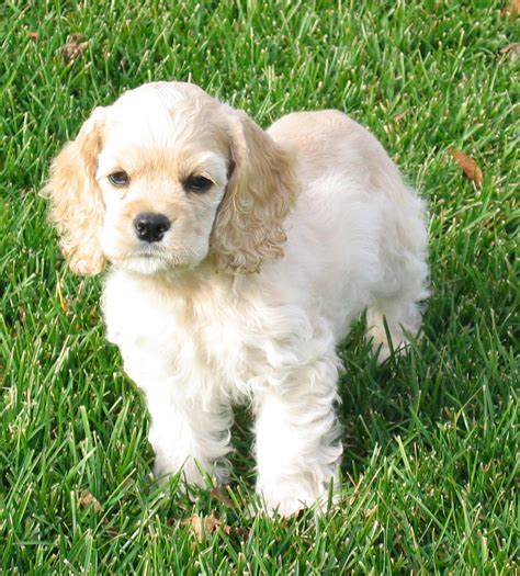 American Cocker Spaniel - Breed Temperament, Lifespan, Shedding, Puppy