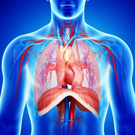 Diaphragm: Anatomy, Function, and Treatment