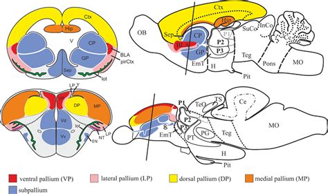 Frontiers | What is the Thalamus in Zebrafish? | Neuroscience