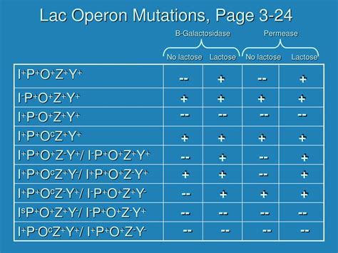 PPT - Prokaryotic Gene Regulation PowerPoint Presentation, free download - ID:687079