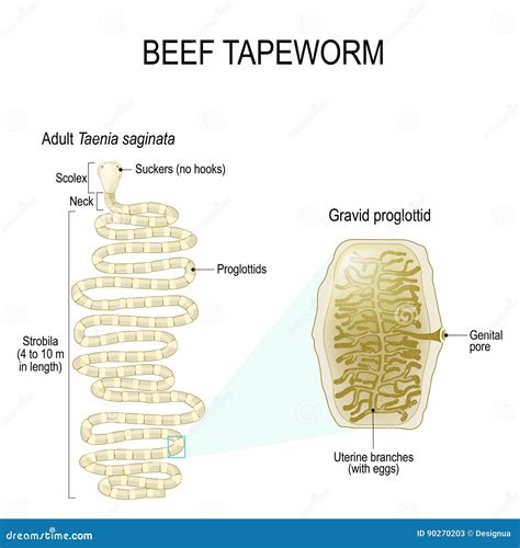 Tapeworm Diagram Strobila