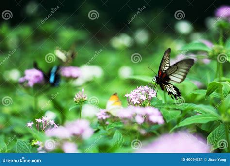 Butterflies stock image. Image of flower, outdoors, freshness - 40094231