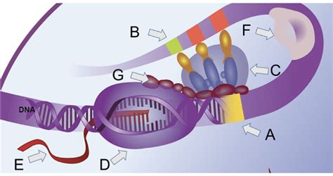 Central Dogma- Transcription Diagram | Quizlet