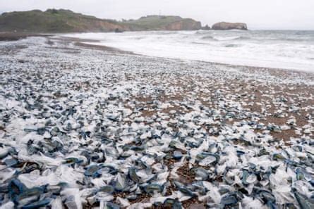 Blue, mysterious and arriving by the millions: the alien-like creatures blanketing US beaches ...