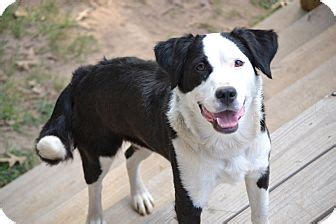 Annie | Adopted Dog | Alabaster, AL | Border Collie/Bulldog Mix